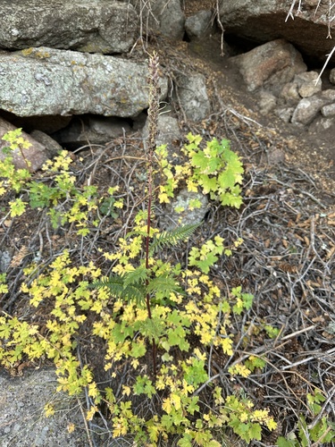 Image of Pedicularis procera by (c) Matt Berger, some rights reserved (CC BY)