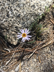Erigeron breweri jacinteus