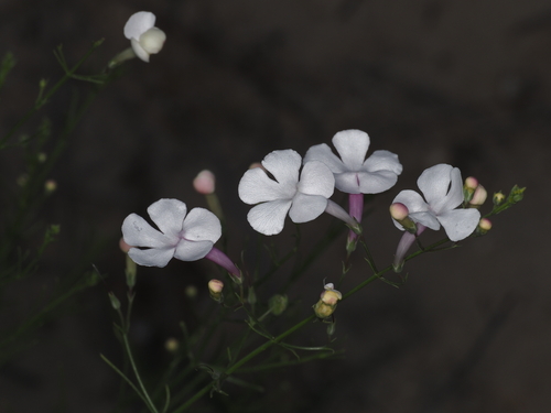 Image of Penstemon ambiguus by (c) Rosario, some rights reserved (CC BY)