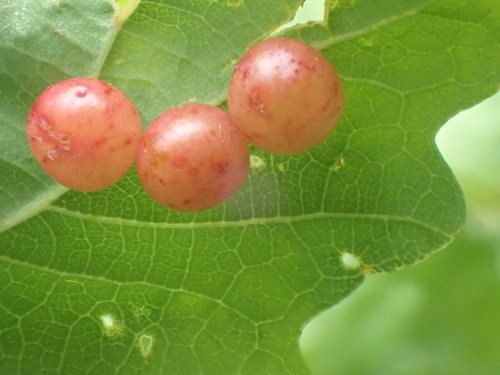 Pea Gall Wasp