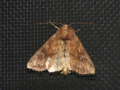 Loscopia velata