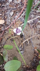 Calochortus elegans