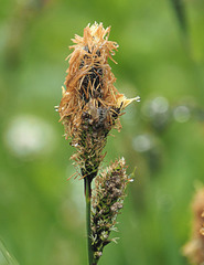 Carex raynoldsii