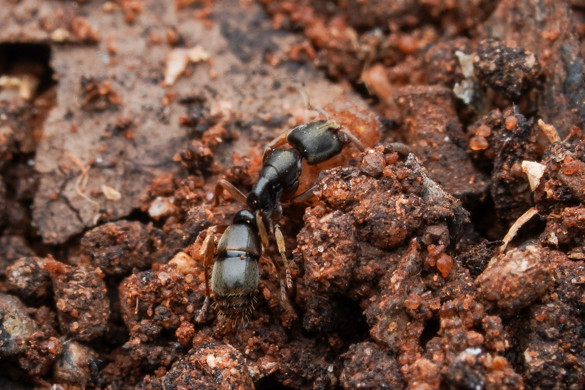 Euponera fossigera