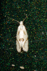 Eucosma tomonana