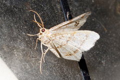 Macaria notata