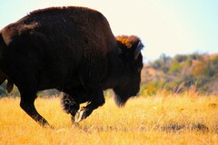American Bison photo 4