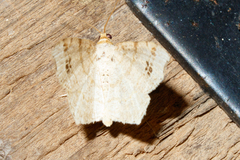 Macaria notata