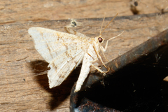Macaria notata