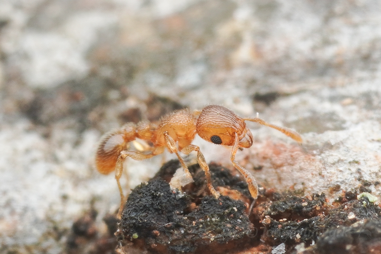 Tetramorium ericae