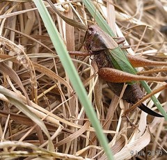 Zeuneriana abbreviata