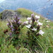 Gentianella campestris - Photo (c) Wolfgang Jauch, algunos derechos reservados (CC BY), subido por Wolfgang Jauch