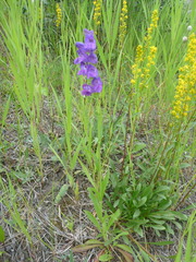 Penstemon gormanii
