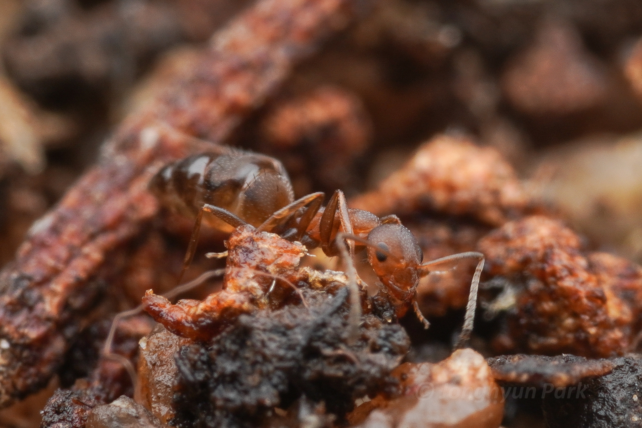 Lepisiota spinosior