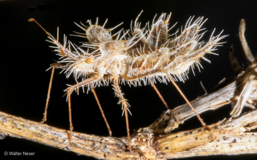 Phyllomorpha laciniata (Villers, 1789)