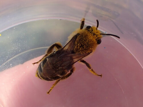 Colletes collaris