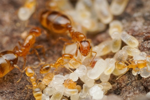 双斑小家蚁Monomorium bimaculatum