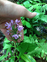 Platanthera psycodes