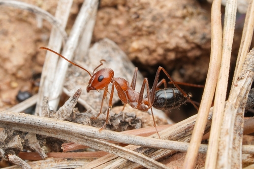 Cataglyphis cubicaCataglyphis cubica