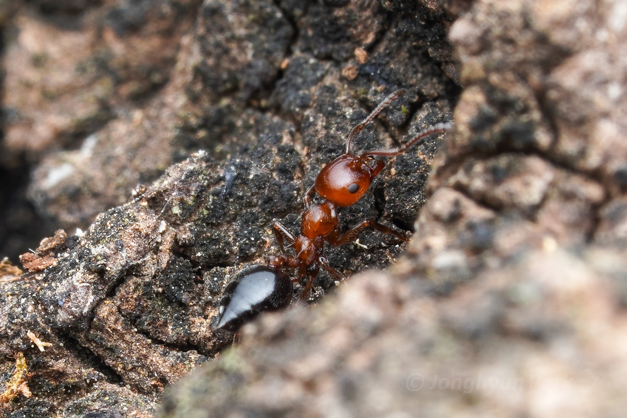 Crematogaster scutellaris tenuispina