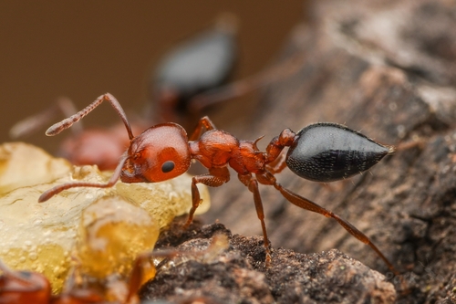 Crematogaster scutellaris tenuispinaCrematogaster scutellaris tenuispina