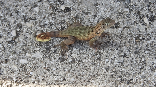 Northern Curly-tailed Lizard