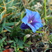 Clusius' Gentian - Photo (c) Wolfgang Jauch, some rights reserved (CC BY), uploaded by Wolfgang Jauch