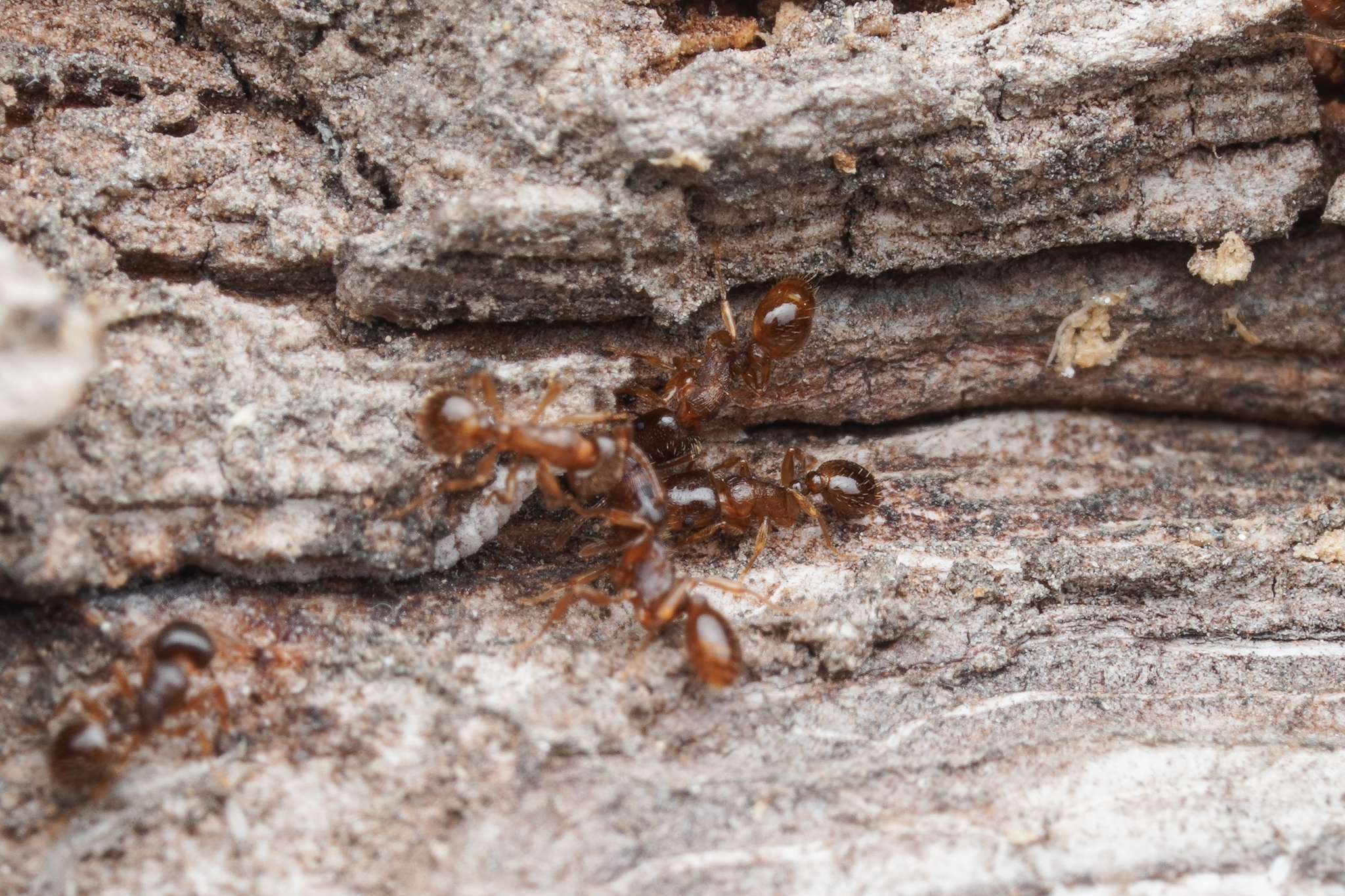 Tetramorium biskrense