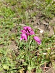 Allium brevistylum