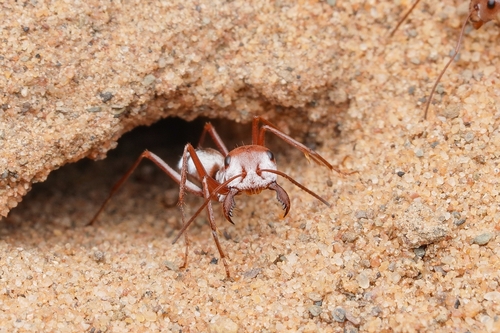 Saharan Silver Ant