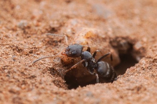 Tapinolepis litoralisTapinolepis litoralis