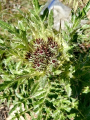Cirsium scariosum