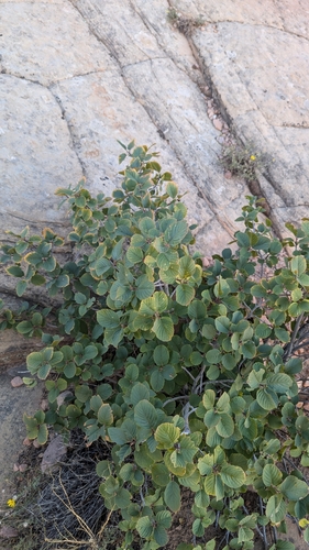 Image of Frangula obovata by (c) Andrew Dudley, some rights reserved (CC BY)