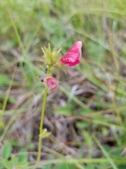 Tephrosia spicata