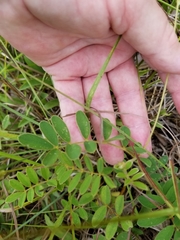 Tephrosia spicata