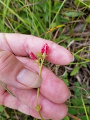Tephrosia spicata