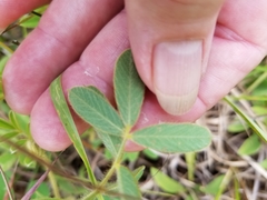 Tephrosia spicata