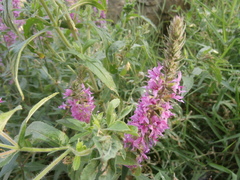 Lythrum salicaria