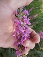 Lythrum salicaria