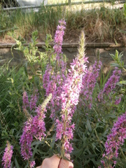Lythrum salicaria