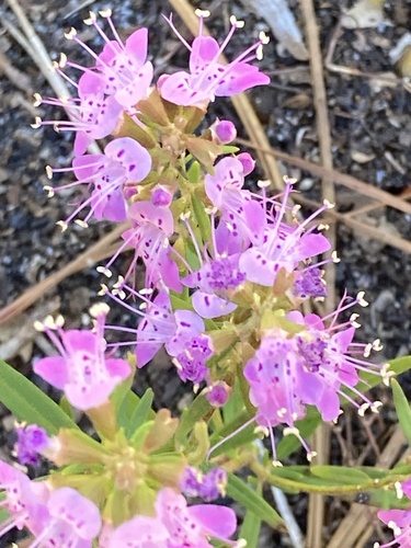 Image of Dicerandra densiflora by (c) meflowers900, some rights reserved (CC BY)