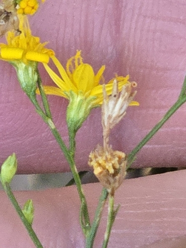Image of Gutierrezia texana by (c) Jo Roberts, some rights reserved (CC BY)