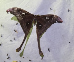 Coscinocera hercules