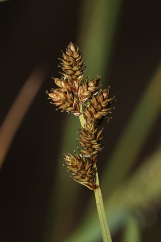 early sedge (Carex praeceptorum)