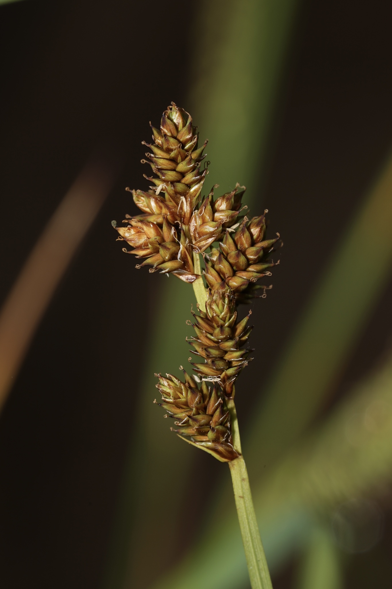 Carex praeceptorum