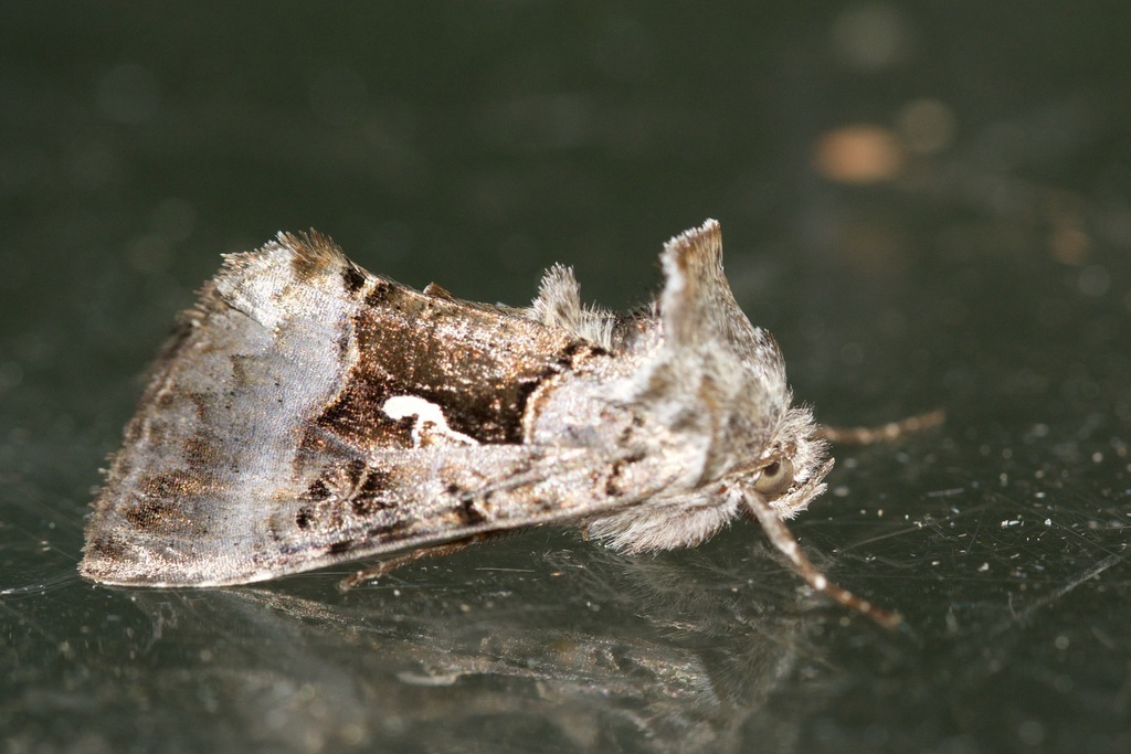 Small Gamma Looper Moth