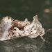 Small Gamma Looper Moth - Photo (c) Owen Strickland, some rights reserved (CC BY), uploaded by Owen Strickland