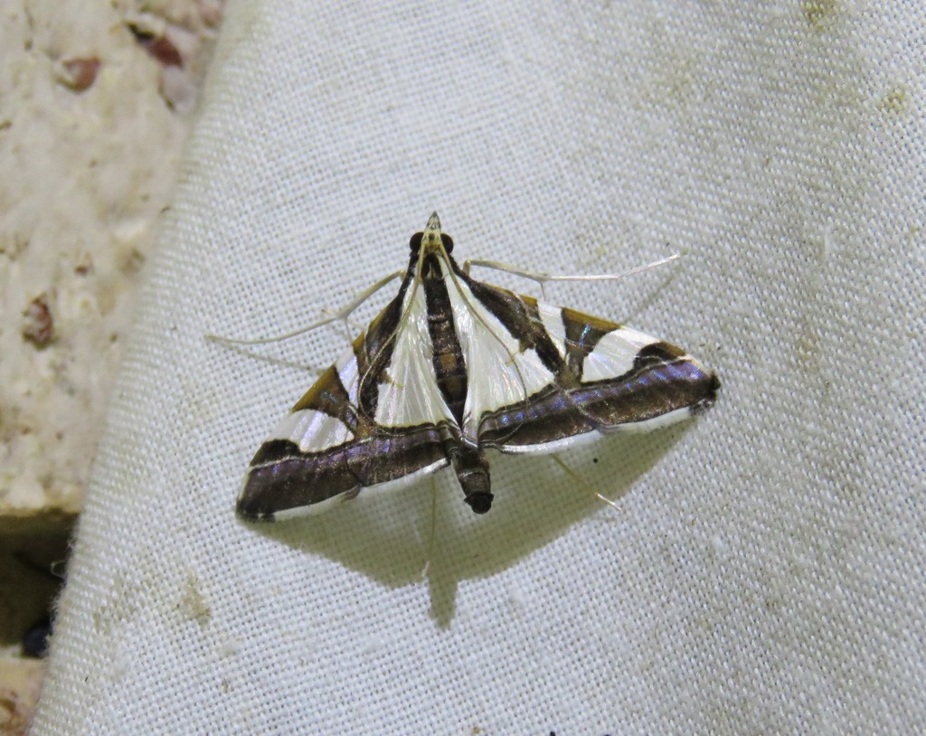 Agrioglypta deliciosa