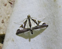 Agrioglypta deliciosa