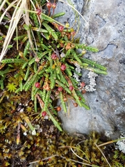 Cassiope lycopodioides